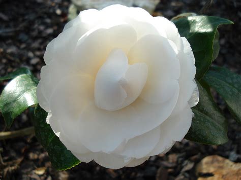 camelia coco chanel